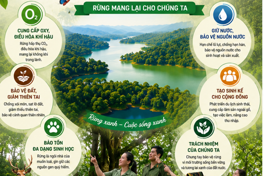 Cùng nhau tìm hiểu vai trò, tác dụng của "RỪNG" đối với đời sống của chúng ta