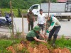 Cán bộ Ban quản lý rừng Mường Phăng và người dân thực hiện trồng cây phong linh tại bản Bó, xã Pá Khoang