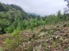 Kiểm tra công tác chăm sóc và bảo vệ rừng trồng thay thế năm 2023